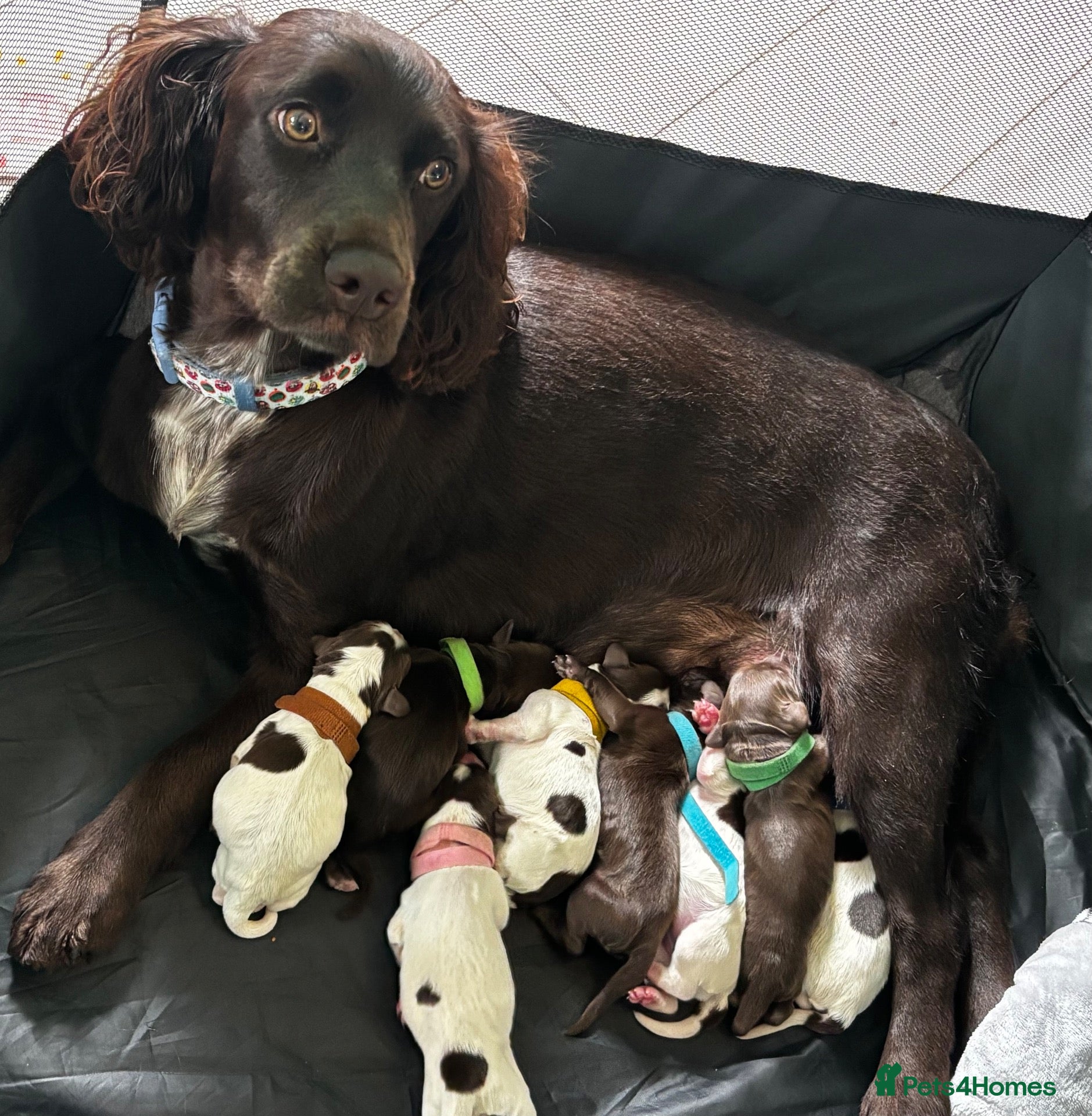 Cocker Spaniel dogs Beautiful litter of cocker spaniels - Advert 12