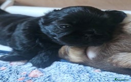 Shih Tzu dogs for sale: Imperial Shih Tzu - Image 3