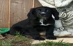 Cocker Spaniel dogs for sale: Ready Now Kc Reg Cocker Spaniel Puppies  - Image 6