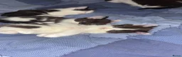 British Shorthair cats for sale: Beautiful Black & White Kittens  - Advert 9