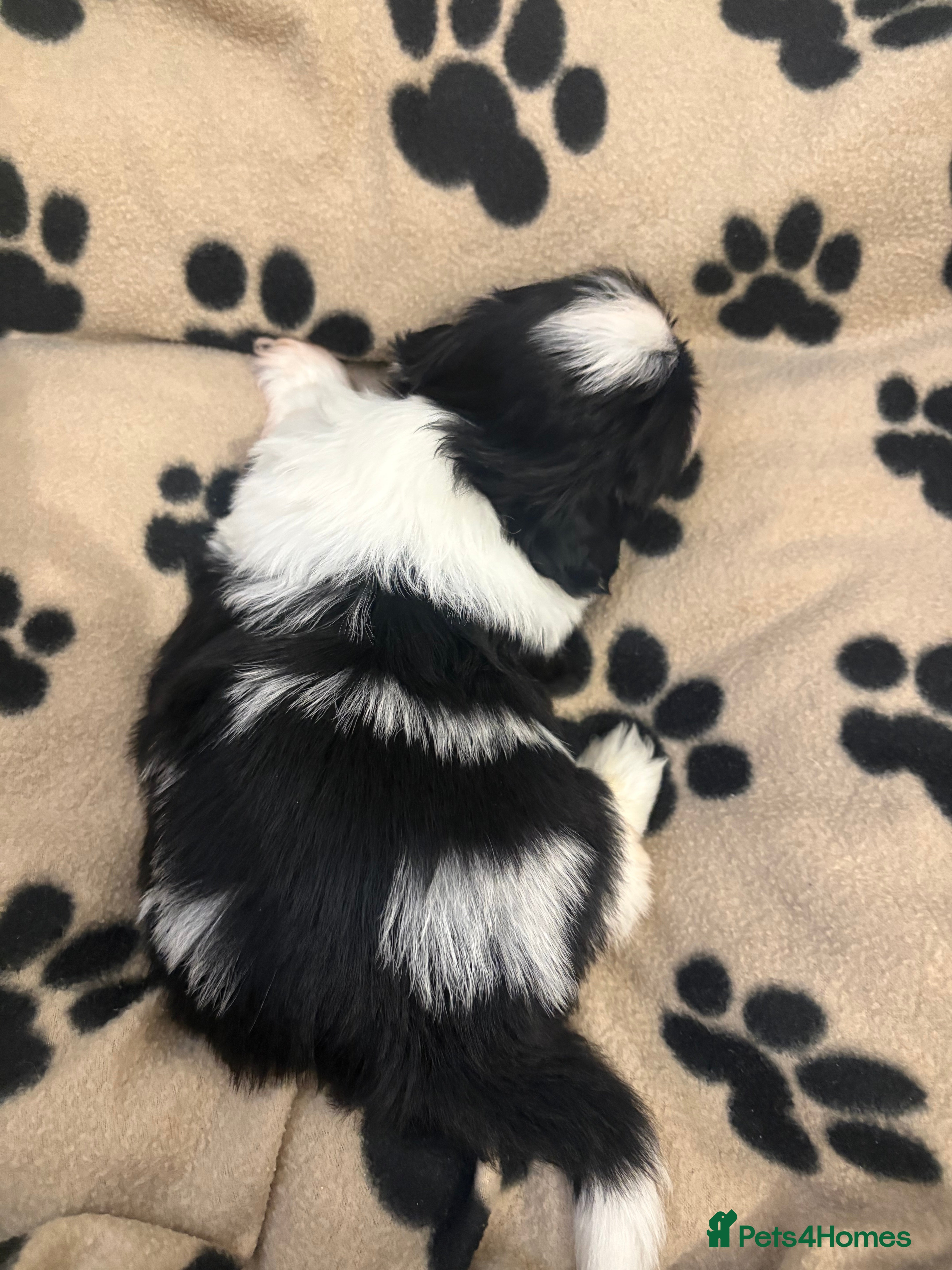 Shih Tzu dogs Beautiful Home reared Shih Tzu Puppies - Advert 2