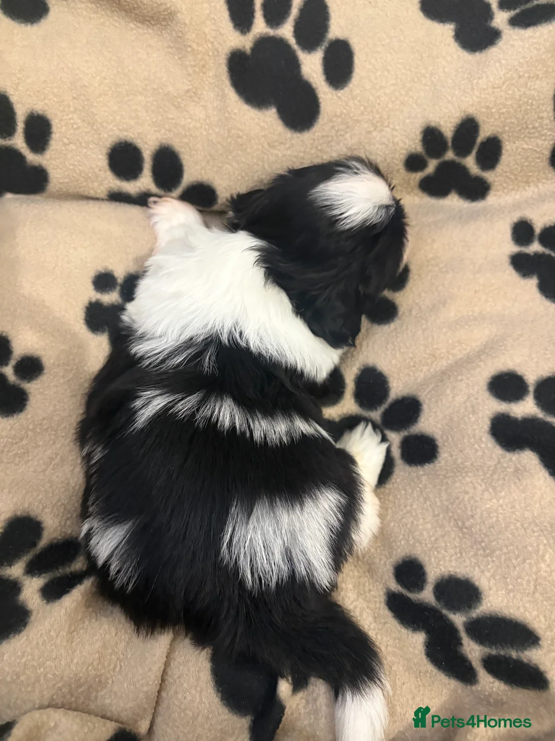 Shih Tzu dogs for sale: Beautiful Home reared Shih Tzu Puppies - Advert 2