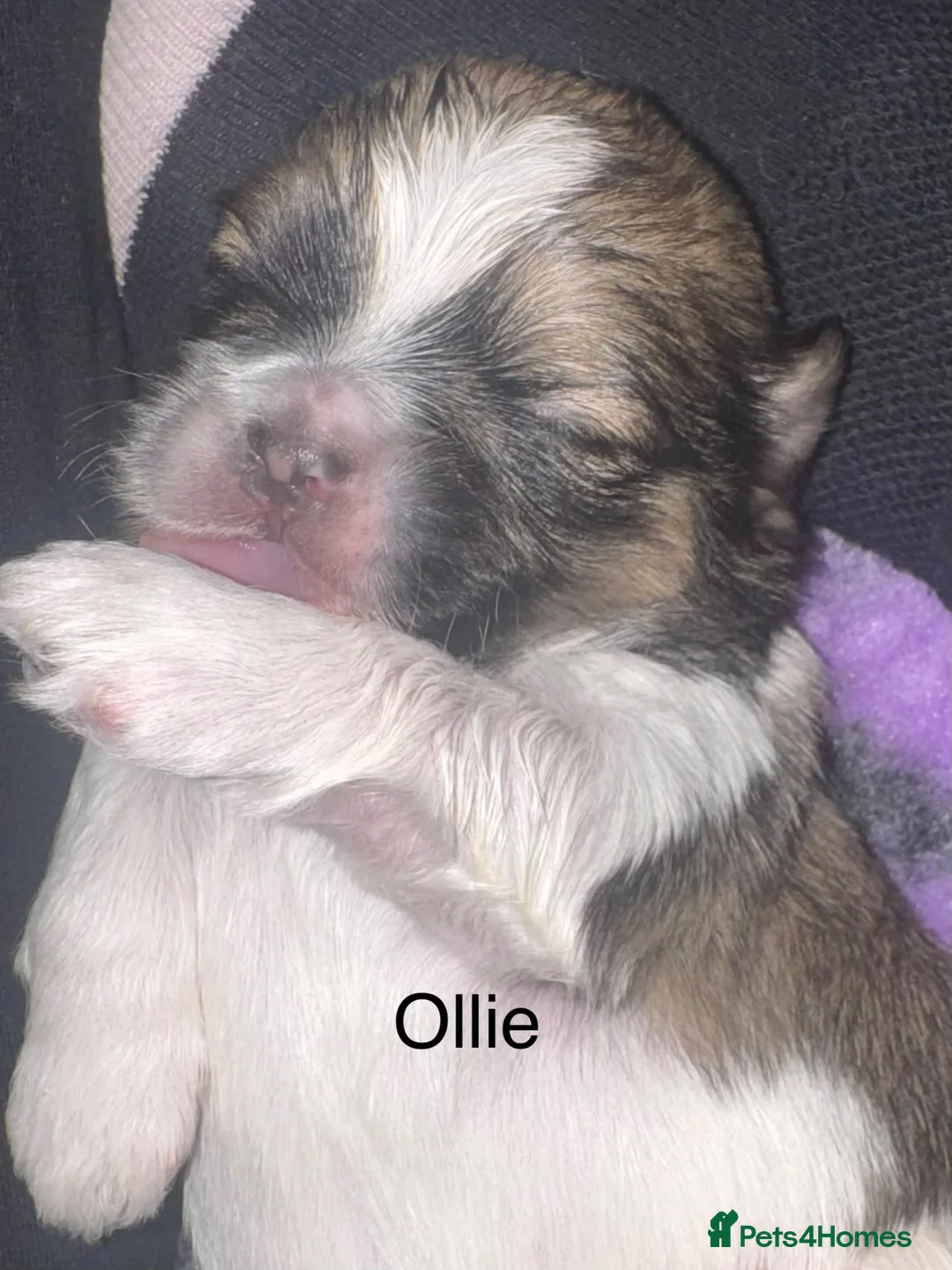 Shih Tzu dogs for sale: Shih Tzu pups - Advert 39