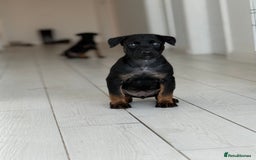 Belgian Shepherd Dog dogs for sale: Dutch Herder Puppies - Advert 3