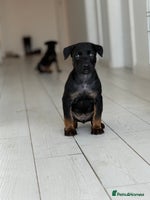 Belgian Shepherd Dog dogs Dutch Herder Puppies - Advert 8