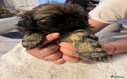 Pekingese dogs for sale: Pekingese puppies - Advert 6