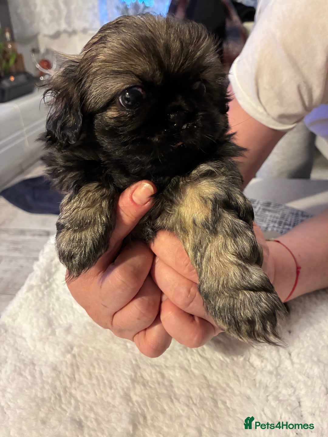 Pekingese dogs for sale: Pekingese puppies - Advert 6