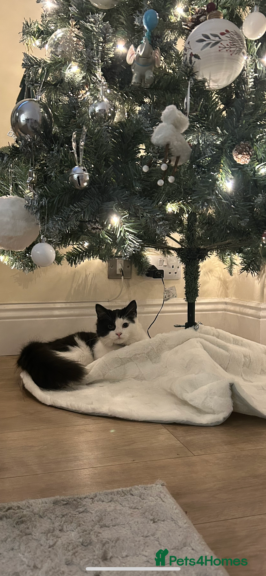 British Longhair cats for sale: Lovely black and white male FREE - Advert 2