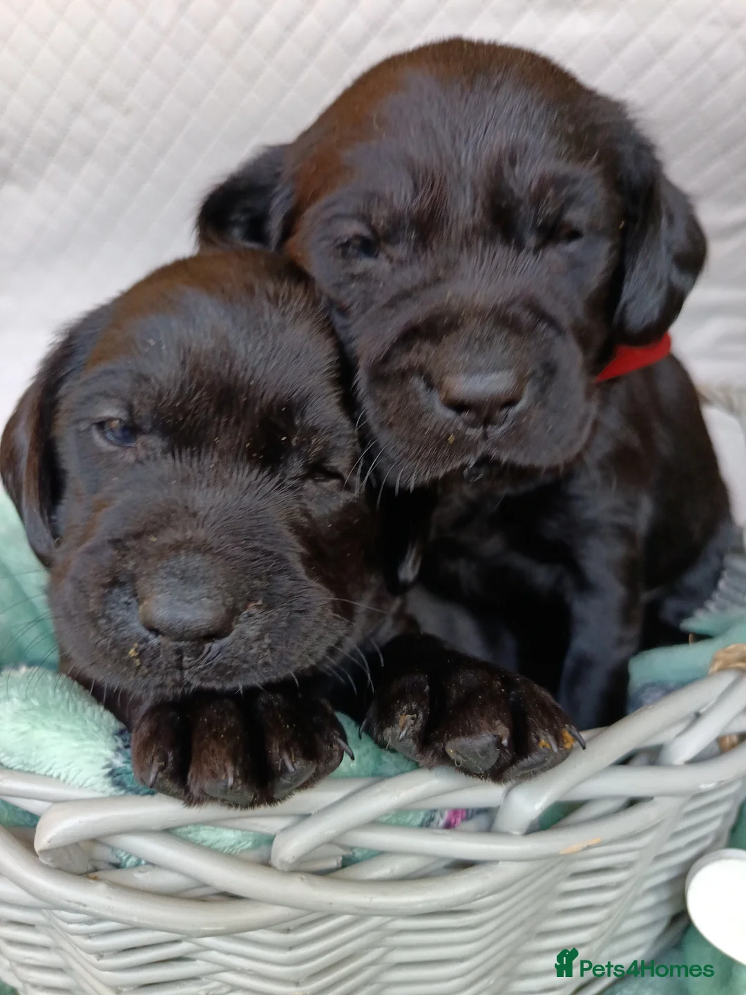 Labrador Retriever dogs for sale: KC reg yellow & black Labrador puppies socialised - Advert 21
