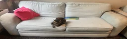 Domestic Shorthair cats for sale: Male tabby kitten for sale  - Advert 13