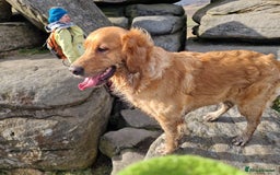 Golden Retriever dogs for sale: Gorgeous dark golden litter - Image 9