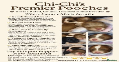 Shihpoo dogs - Advert 3