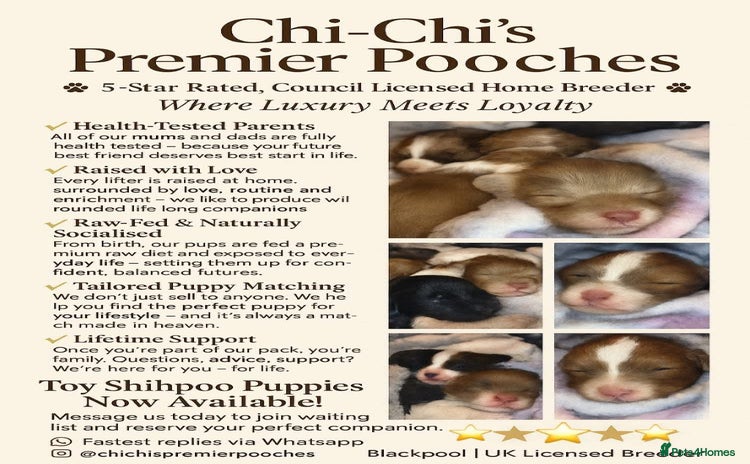 Shihpoo dogs - Advert 1