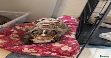 English Bulldog dogs - Advert 12
