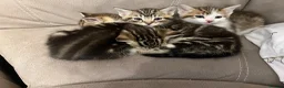 Mixed Breed cats for sale: beautiful kittens  in Slough - Advert 16