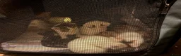 American Shorthair cats for sale: Cuddly Cute Kalic Kittens🐾 - Advert 3