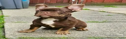 French Bulldog dogs for sale: 4 rojo male frenchie puppys - Advert 14