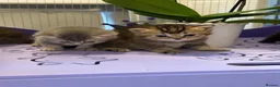 British Shorthair cats for sale: BSH chinchila 💝💝🌟🌟🌟🌟🌟🥇🥇🥇🥇 - Advert 15