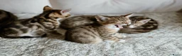 Mixed Breed cats for sale: 6 Half Bengal Kittens £200-£300 - Advert 8