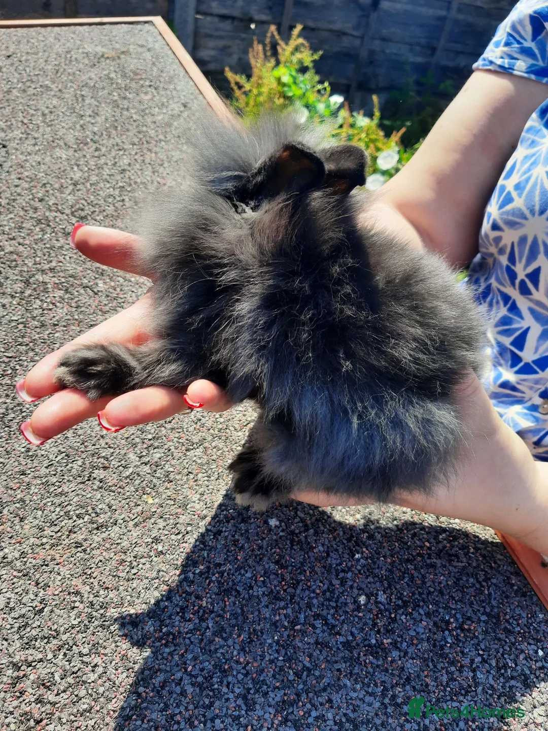 Lionhead rabbits for sale: Double main lionhead bunnies  - Advert 6