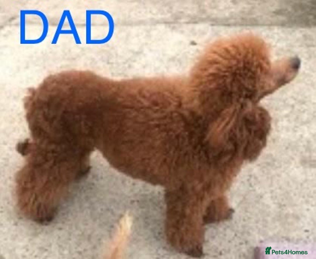 Cockapoo dogs for sale: STUNNING F1 FOX RED COCKERPOO PUPPIES - Image 13