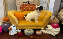 French Bulldog dogs for sale: Fluffy frenchie puppy **Ready Now** - Advert 6