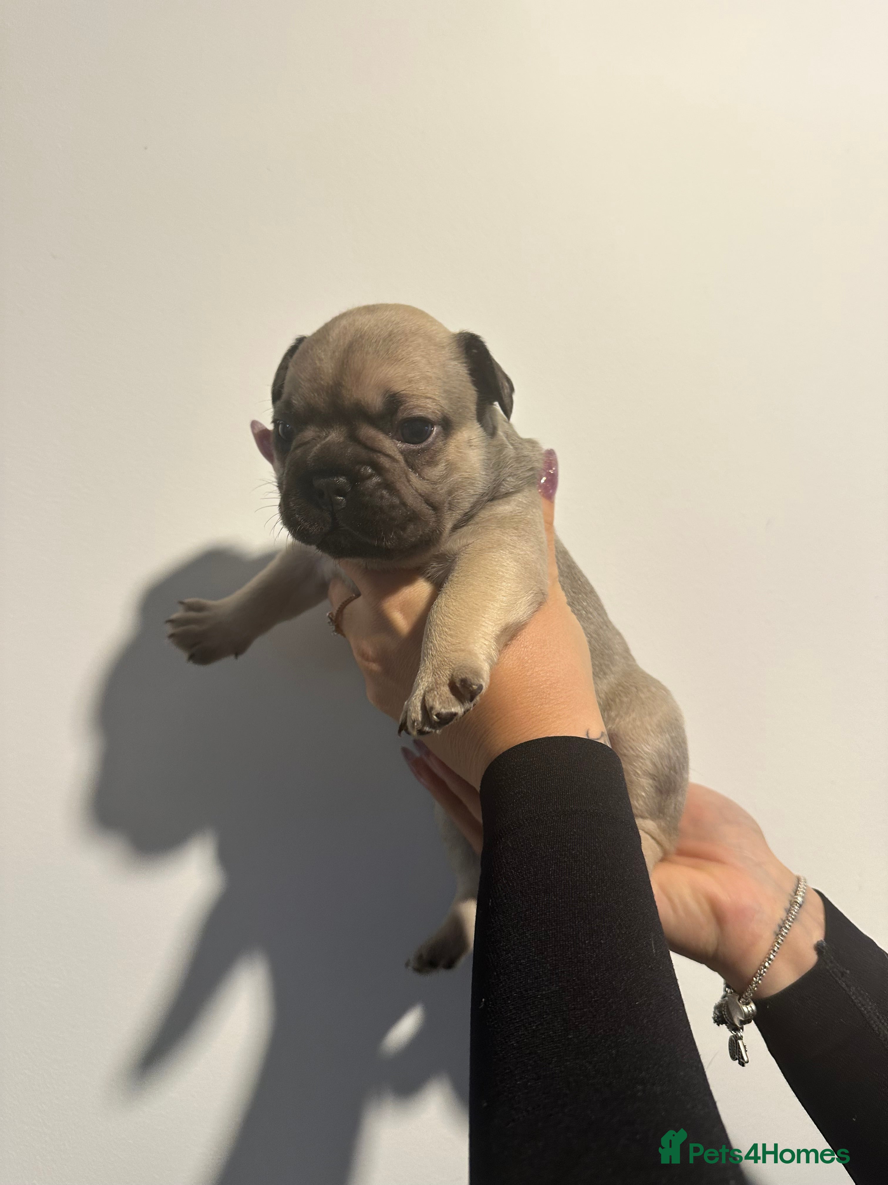 French Bulldog dogs 🐶 Stunning KC Registered French Bulldog Puppies - Advert 1