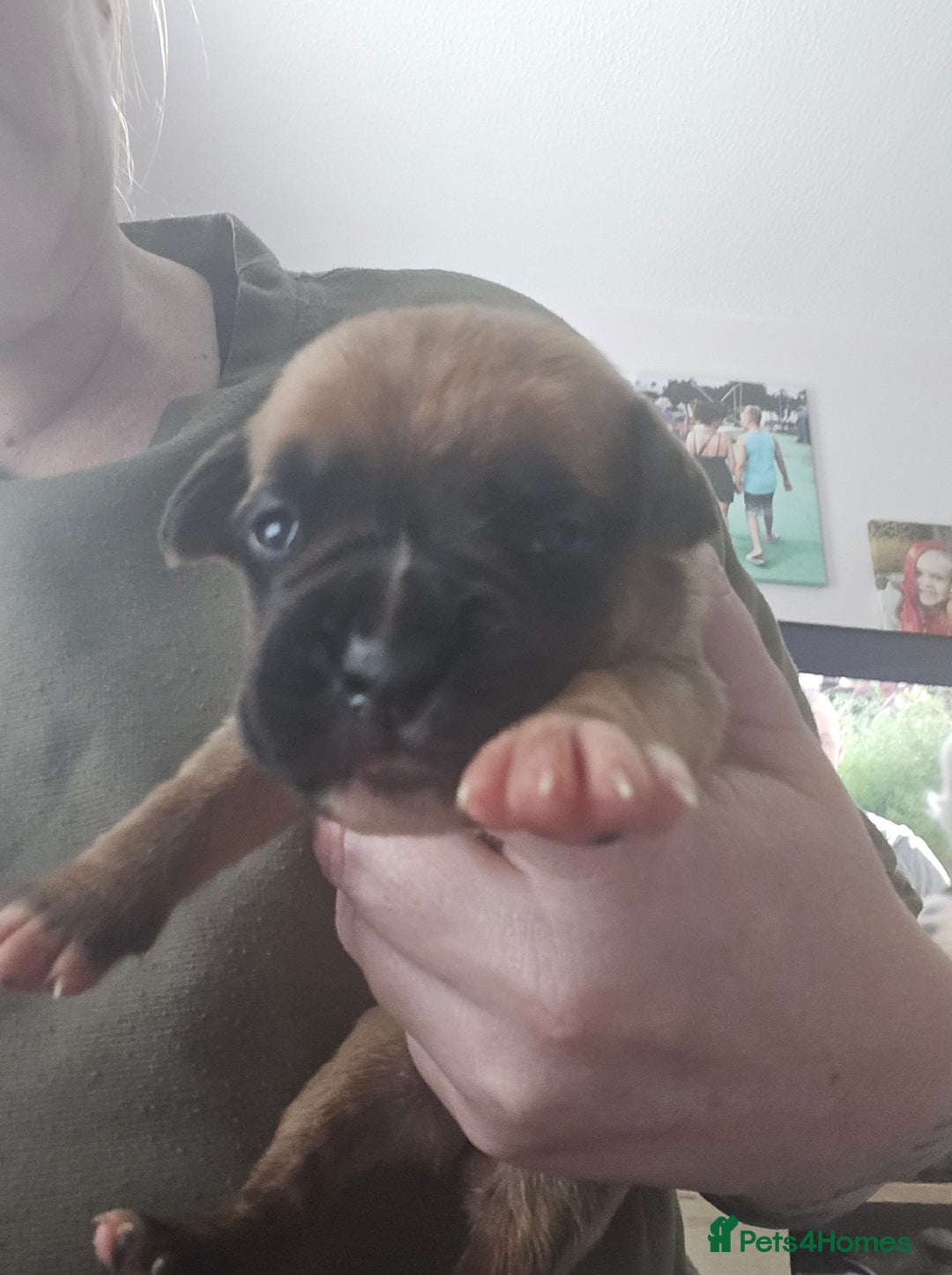 Boxer dogs for sale:  Only 2 girls left... 🥰 - Image 22