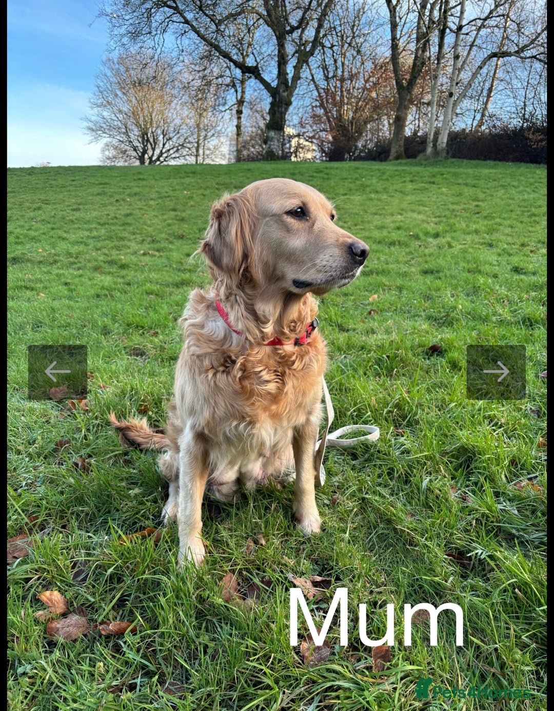 Golden Retriever dogs for sale: KC DNA tested gorgeous golden retriever puppies  - Advert 27