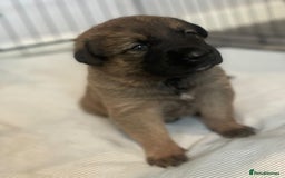 Mixed Breed dogs for sale: Belgian Malinois / Turkish Kangal / Cane Corso - Image 18