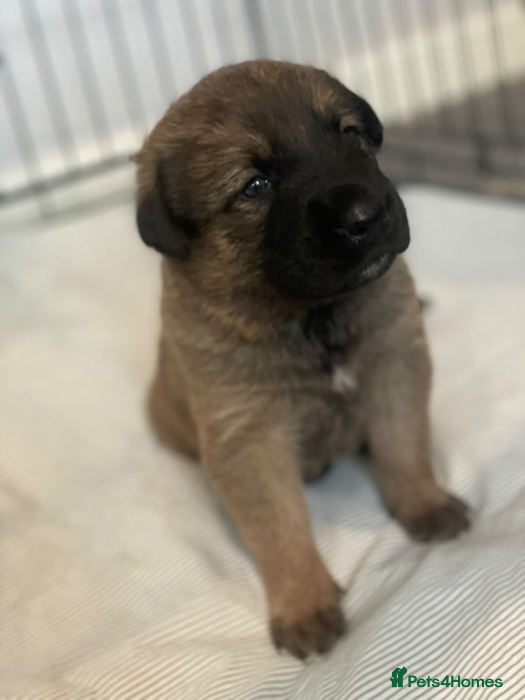 Mixed Breed dogs for sale: Belgian Malinois / Turkish Kangal / Cane Corso - Image 18