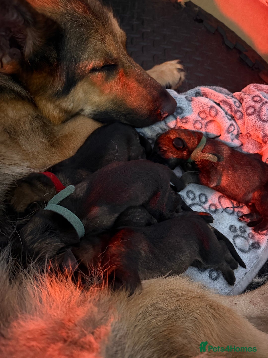 German Shepherd dogs for sale: Beautiful Working Line German Shepherd Puppies - Image 4
