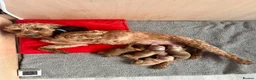 Cockapoo dogs for sale: Beautiful F2 Cockapoos  - Advert 3