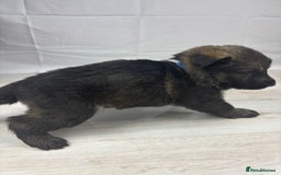 German Shepherd dogs for sale: Chunky German Shepherd Working Line Puppies  - Image 6