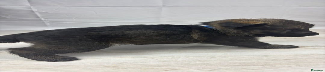 German Shepherd Puppy 1