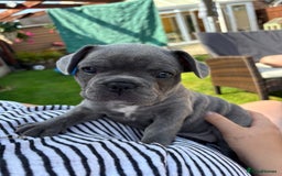 French Bulldog dogs for sale: READY TO GO THIS BANK HOLIDAY WEEKEND £1,300 ONO  - Image 14