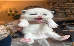 British Shorthair cats for stud: BIG STUD Pedigree British shorthair 😻 - Advert 15