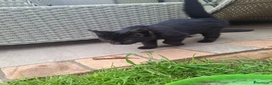 Mixed Breed 2 'black kitten'