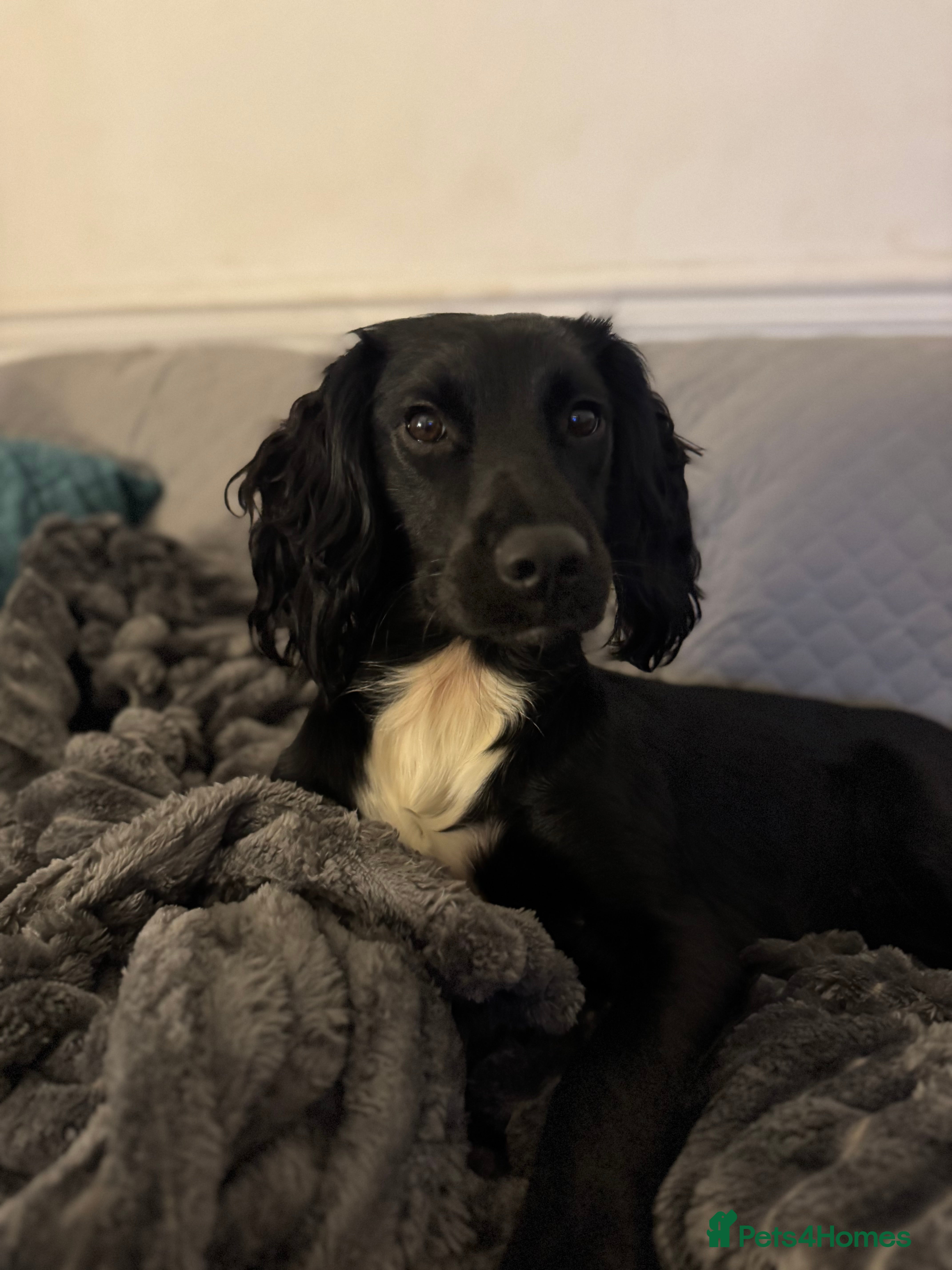 Sprocker dogs 1 yr old female sprocker - Advert 1