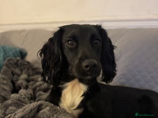 Sprocker dogs 1 yr old female sprocker - Advert 14