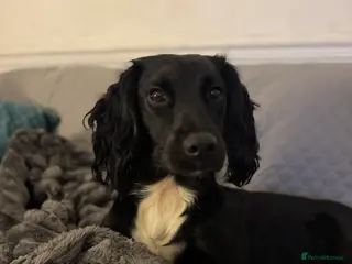 Sprocker dogs 1 yr old female sprocker - Advert 12