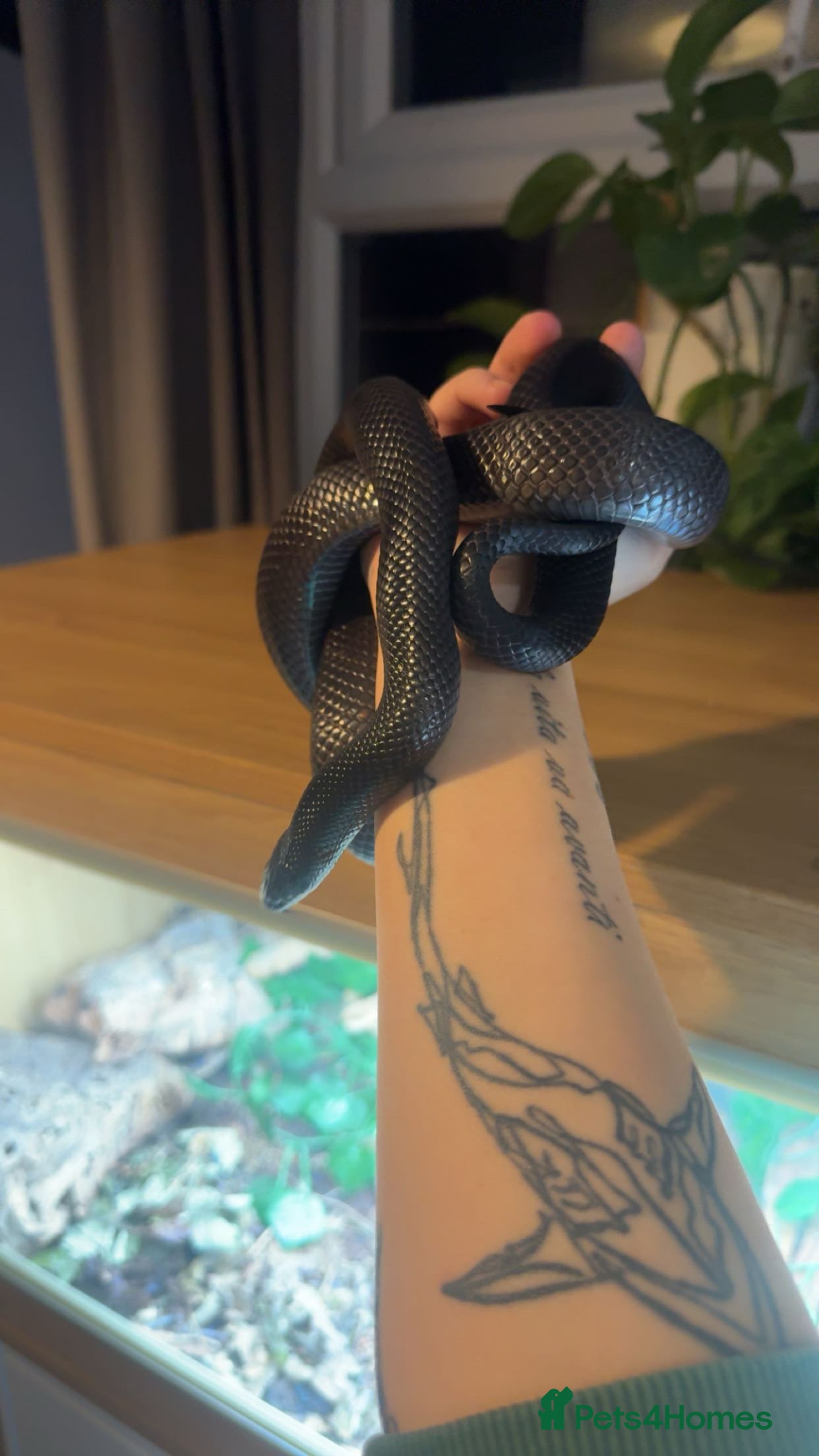King Snake reptiles Mexican black king snake and full set up - Advert 1