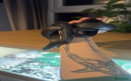 King Snake reptiles for sale: Mexican black king snake and full set up - Image 1