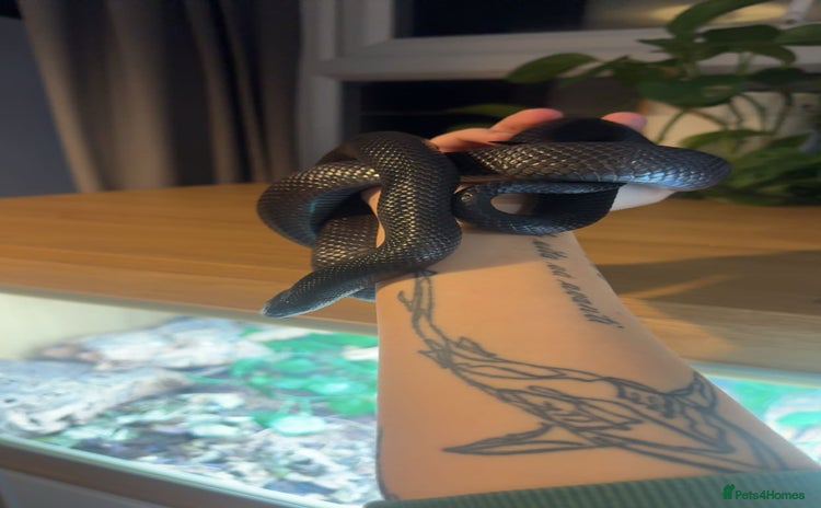 King Snake reptiles - Advert 3