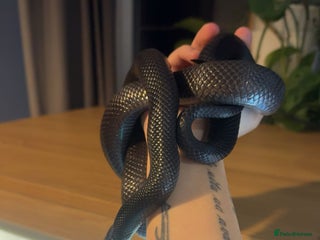 King Snake reptiles - Advert 6