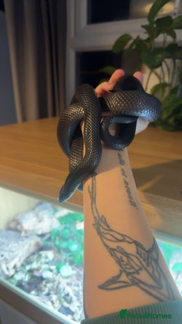 King Snake reptiles - Advert 1