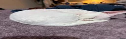 Devon Rex cats for sale: Adorable Devon Rex - Advert 8
