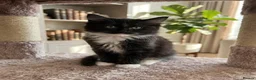 Ragdoll cats for sale: RAGDOLL KITTENS FOR SALE - Advert 10