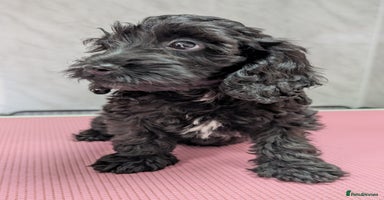 Cockapoo dogs - Advert 5