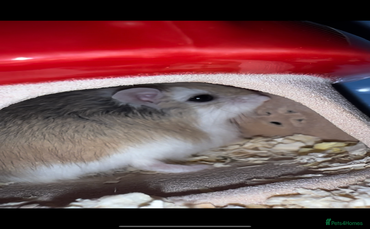 Hamster rodents - Advert 1